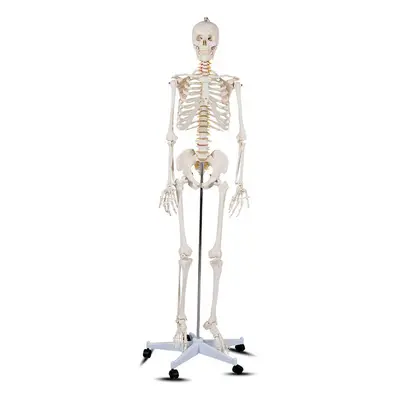 Szkielet, model człowieka anatomia, ze stojakiem
