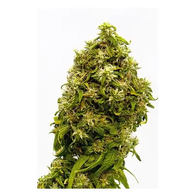 Swiss Dream CBD - 5 sztuk nasion feminizowanych Kannabia Seeds