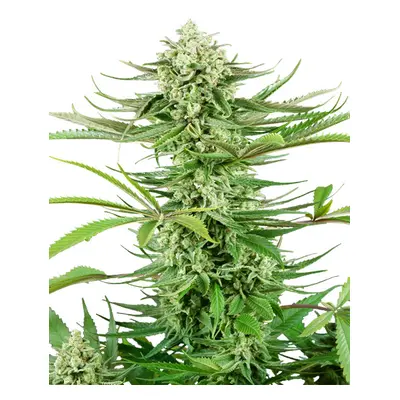 Cashew Kush - feminizowane nasiona konopi 5 szt, Sensi Seeds