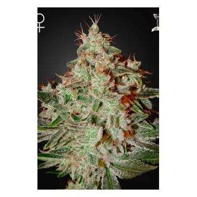 Lemon Skunk - 10 sztuk nasion feminizowanych Green House Seeds