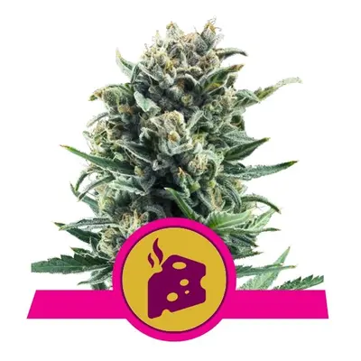 Blue Cheese - 3 sztuki feminizowanych nasion Royal Queen Seeds