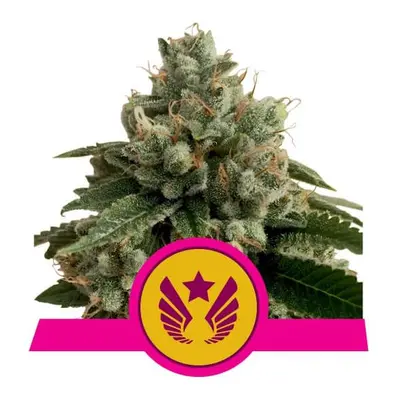 Legendary OG Punch - nasiona feminizowane 5 szt Royal Queen Seeds