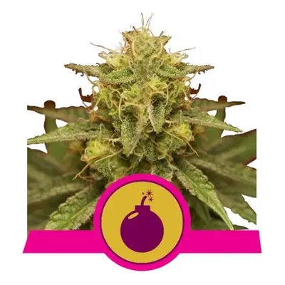 Royal Domina - nasiona feminizowane 5 szt Royal Queen Seeds