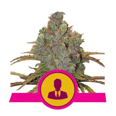 El Patron - nasiona feminizowane 10 szt Royal Queen Seeds