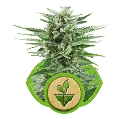 Easy Bud - fem. i 10ks Royal Queen Seeds