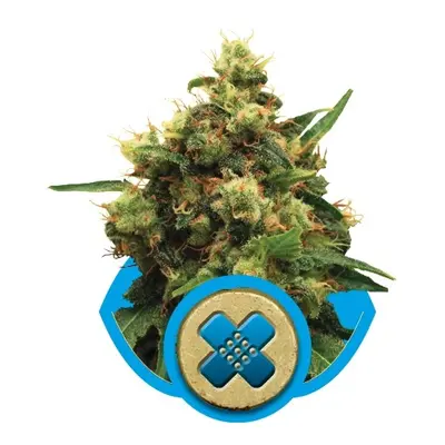 Painkiller XL - Nasiona feminizowane 5 sztuk Royal Queen Seeds