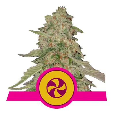 Sweet Zkittlez - 10 feminizowanych nasion Royal Queen Seeds