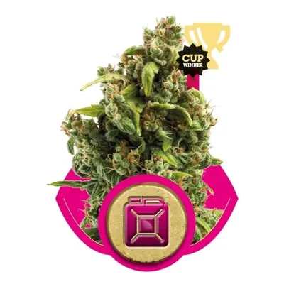 Sour Diesel - feminizowane nasiona 5ks Royal Queen Seeds