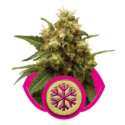 Ice - Nasiona Feminizowane 10 szt. Royal Queen Seeds