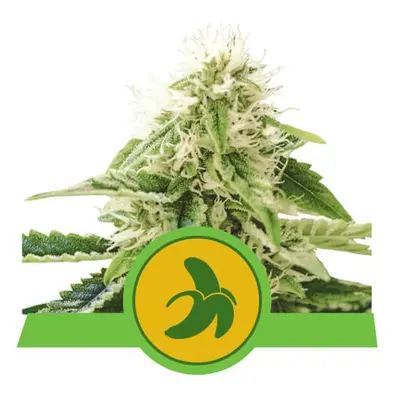 Fat Banana Automatic - nasiona samokwitnące 10szt Royal Queen Seeds