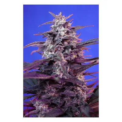 Bloody Skunk Auto - 5 sztuk feminizowanych nasion  Sweet Seeds