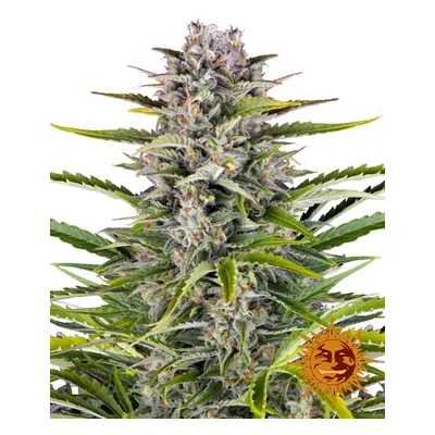 Gorilla Zkittlez Auto - nasiona samokwitnące 10 szt Barney´s Farm