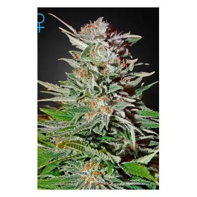 Super Lemon Haze Auto - nasiona samokwitnące 5szt Green House Seeds