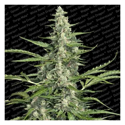 Pandora - fem. i Seeds 5szt Paradise Seeds