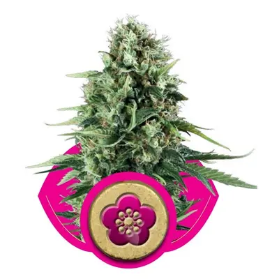 Power Flower - Nasiona feminizowane 5 szt. Royal Queen Seeds