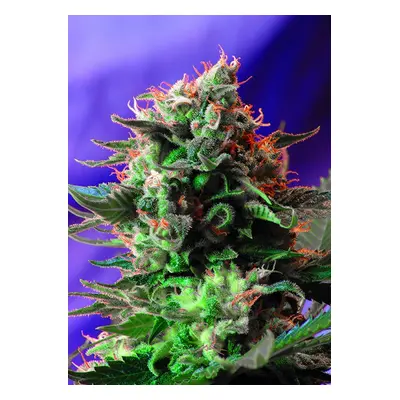 Jack 47 - Nasiona feminizowane 5 szt. Sweet Seeds