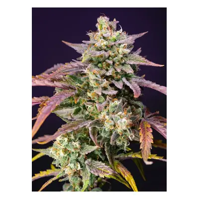 Purple Punch OG XL Auto - nasiona feminizowane 5 szt Sweet Seeds