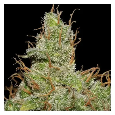 Jack Herer - nasiona feminizowane 5 szt Seedsman