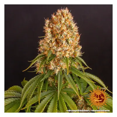 Orange Sherbert - feminizowane nasiona marihuany 10 szt Barney's Farm