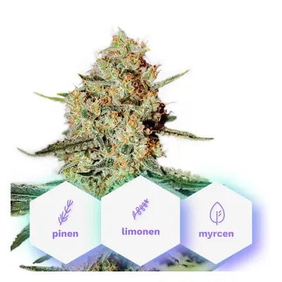 Auto Pure Haze - 10 sztuk nasion samokwitnących Cannapio