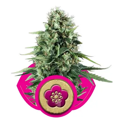 Power Flower - 10 feminizowanych nasion Royal Queen Seeds