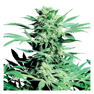 Shiva Skunk - 10 nasion feminizowanych Sensi Seeds