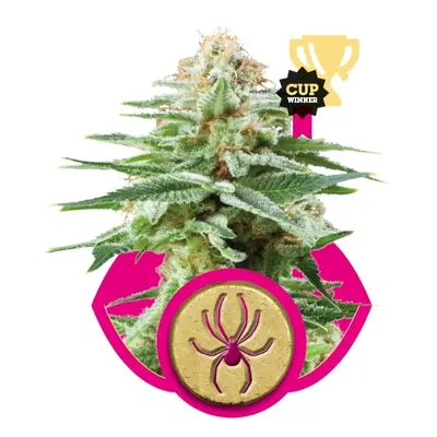 White Widow - 3 feminizowane nasiona Royal Queen Seeds