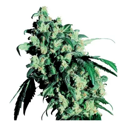 Super Skunk - 10 szt. Nasiona feminizowane Sensi Seeds