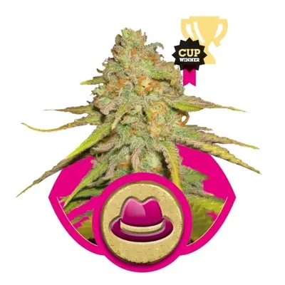 OG Kush - feminizowane nasiona 5ks Royal Queen Seeds