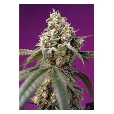 Bruce Banner XL Auto - nasiona feminizowane 3 szt Sweet Seeds