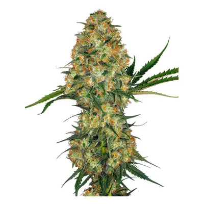 Hindu Kush - feminizowane nasiona konopi 10 szt Sensi Seeds