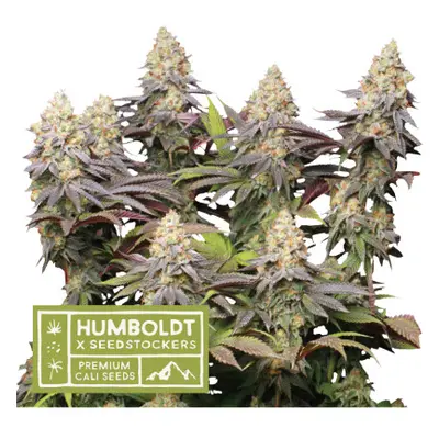 Panty Punch - feminizowane nasiona marihuany HumboldtXSeedstockers 5 szt.