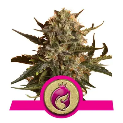 Royal Madre - feminizowane nasiona 10ks Royal Queen Seeds