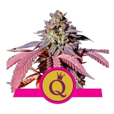 Purple Queen - nasiona feminizowane 5 szt Royal Queen Seeds