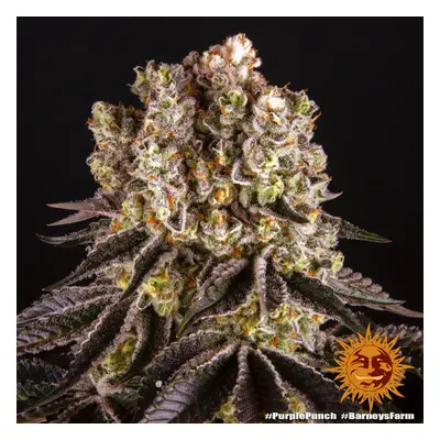 Purple Punch - feminizowane nasiona marihuany 10 szt Barney's Farm