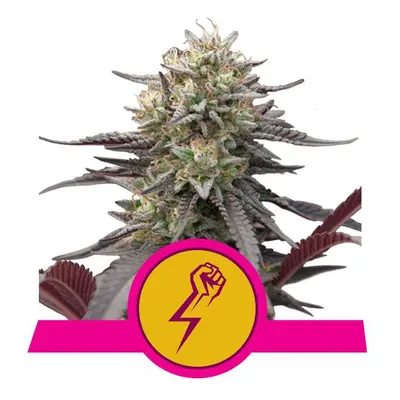 Green Punch - Nasiona feminizowane 3 szt. Royal Queen Seeds