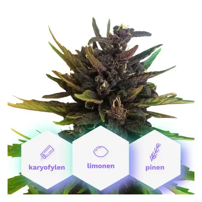 Auto Purple CBD - nasiona samokwitnące Cannapio Premium 5 szt