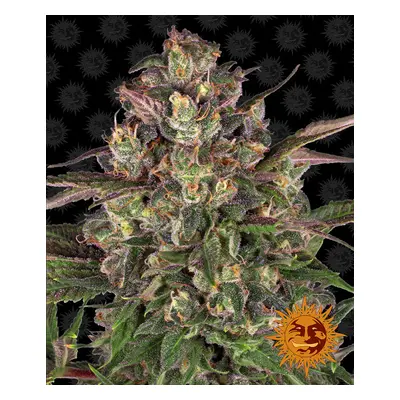 Peyote Critical - feminizowane nasiona marihuany 5 szt Barney's Farm