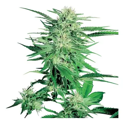 Big Bud - 10 sztuk feminizowanych nasion Sensi Seeds