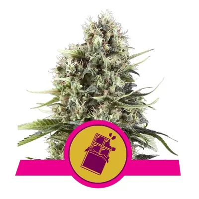 Chocolate Haze - nasiona feminizowane 10 sztuk Royal Queen Seeds