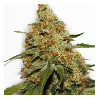 CBD Kush® - feminizowane nasiona 10ks Dutch Passion