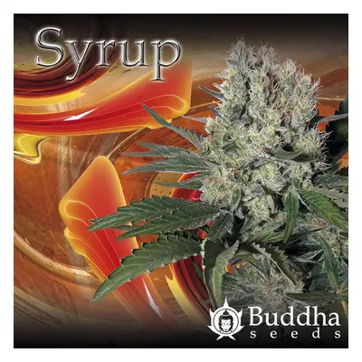 Syrop - Autoflower Seeds of Buddha Seeds