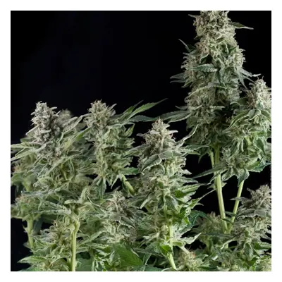 Nasiona feminizowane CBD Northern Lights 3 szt. Pyramid Seeds