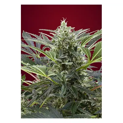 Krem 47 - Nasiona feminizowane 5 szt. Sweet Seeds