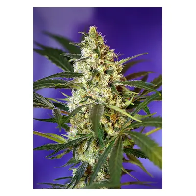 Fast Bud 2 Car - 3 szt. Autoflowering Sweet Seeds Seeds