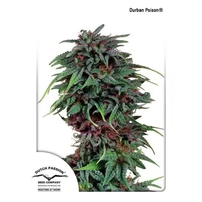 Durban Poison - nasiona standaryzowane 10 szt Dutch Passion