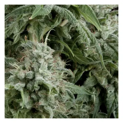 CBD Nasiona Samokwitnące Northern Lights 5 sztuk Pyramid Seeds