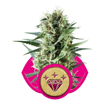 Special Kush nr 1 - 10 feminizowanych nasion Royal Queen Seeds