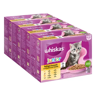 Megapakiet Whiskas Junior w saszetkach, 48 x 85 g - Wybór dań drobiowych w galarecie