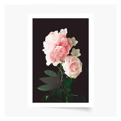 Plakat, Kwiaty: Róże, 60x80